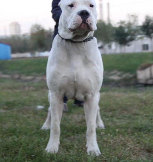 最新萌宠纯种杜高犬 杜高犬吃什么 杜高去的价格